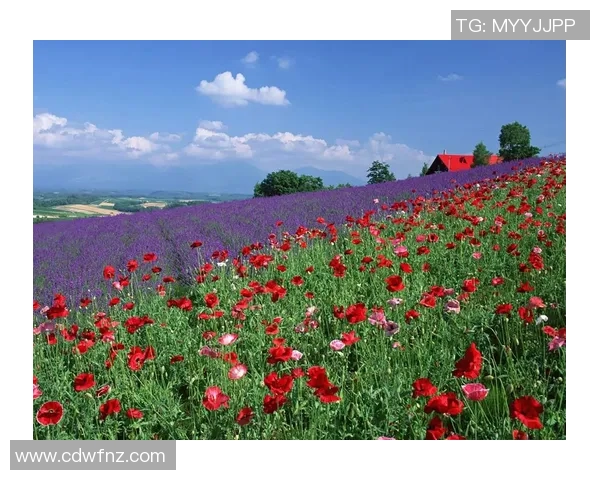 足球明星桌面摆件的独特魅力与收藏价值解析